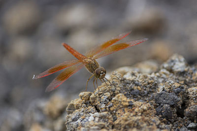 Close-up of insect on rock