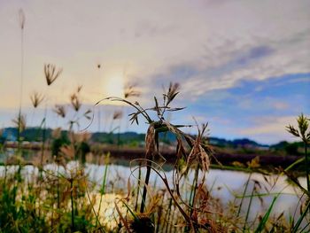 Close-up of plants growing on field against sky