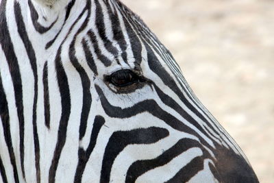 Close-up of zebra