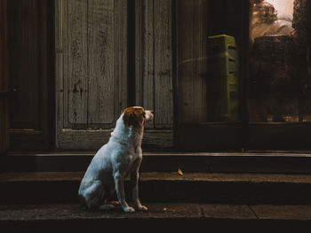 Dog looking away while sitting on door