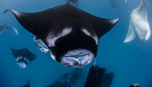 Wide angle view of a school of manta rays, in baa atoll ,madives