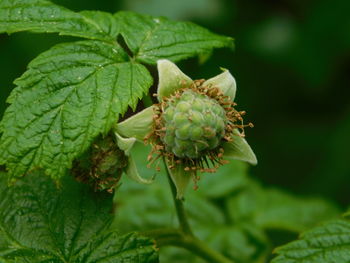 Close-up of green rose on plant