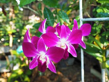 Close-up of pink flowering plant