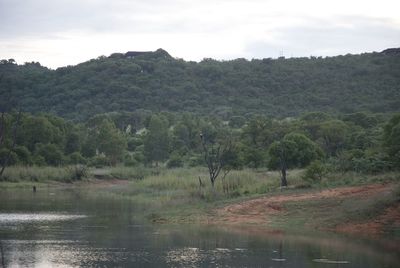 Scenic view of river in forest against sky