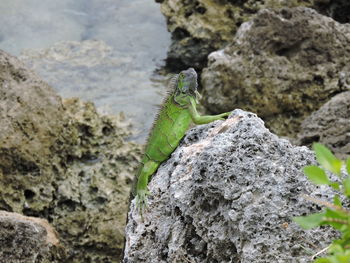 Close-up of lizard on rock