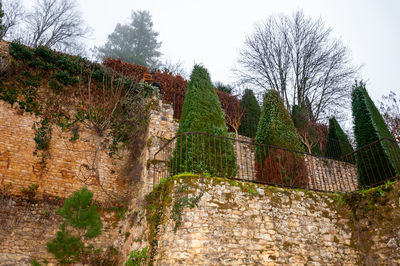 Plants growing on old wall against sky