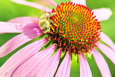 Close-up of butterfly pollinating on flower