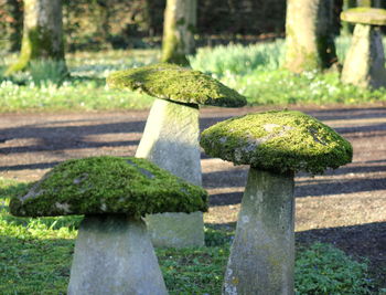 Close-up of moss on grass