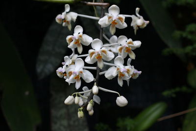 Close-up of white cherry blossom tree