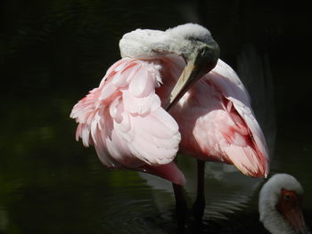 Close-up of swan in water