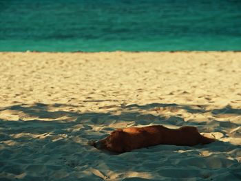 Dog lying on beach