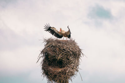 Low angle view of birds in nest against sky