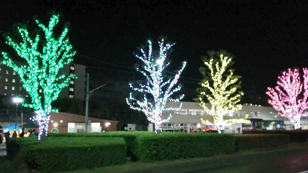 night, illuminated, tree, building exterior, built structure, architecture, street light, growth, park - man made space, lighting equipment, grass, city, clear sky, outdoors, lawn, street, green color, plant, incidental people, flower