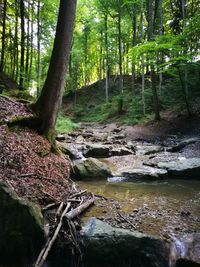 View of trees in forest