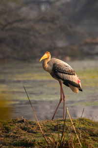 Bird perching on a field