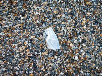 Surgical mask lost somewhere on the beach among the seashells