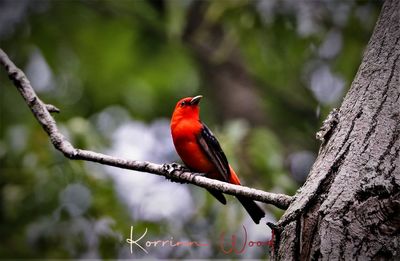 Bird perching on a tree