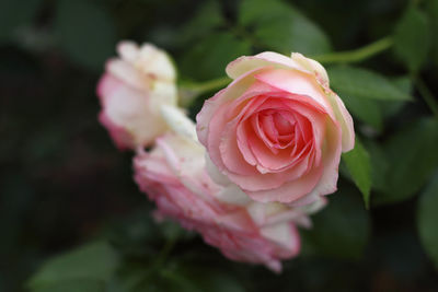 Close-up of pink rose