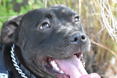 Close-up of a dog looking away