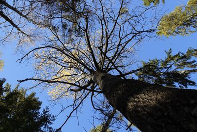 Low angle view of bare tree against clear sky