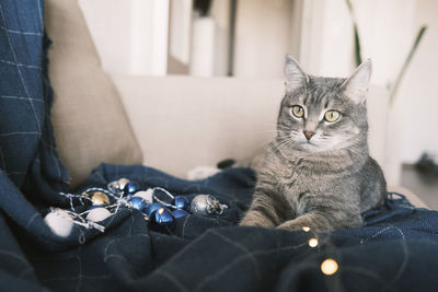 A domestic striped gray cat sits on a bed on a blue plaid surrounded by glass christmas decorations 