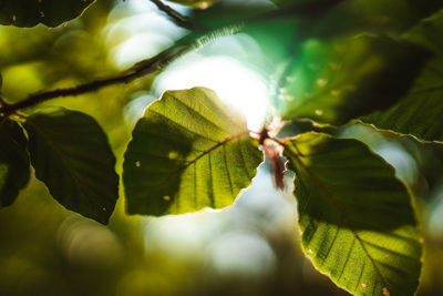 Close-up of leaves against blurred background