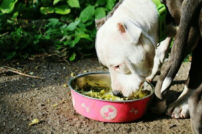 Close-up of dog