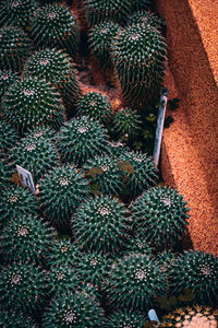High angle view of plants