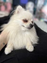 pet