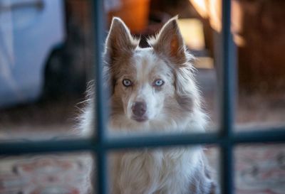 Close-up portrait of dog looking at camera