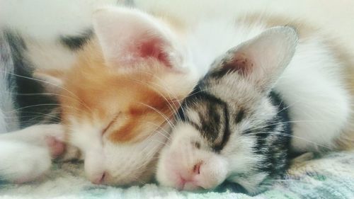 Close-up of cat sleeping