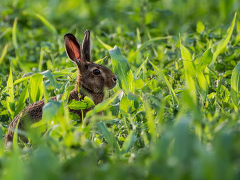 Hare amidst plants on field