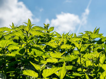 Close-up of leaves on field against sky