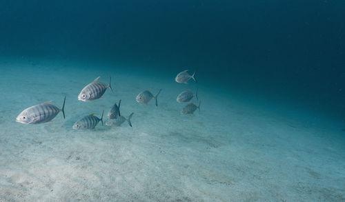 A shoal of blue trevally or jack fish at the great barrier reef
