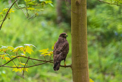 Close-up of bird perching on tree