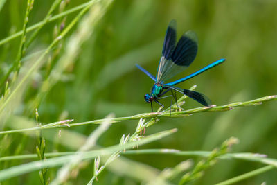 Calopteryx splendens - banded demoiselle perched on a grass