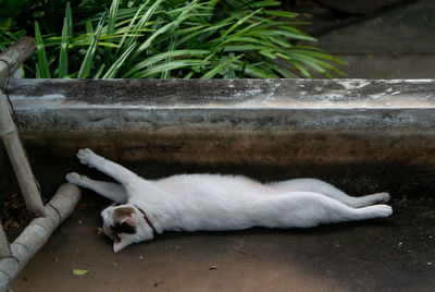 Cat sleeping outdoors