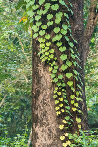 Close-up of ivy growing on tree trunk