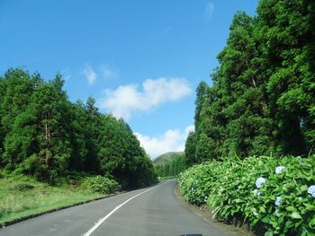 Road amidst trees against sky