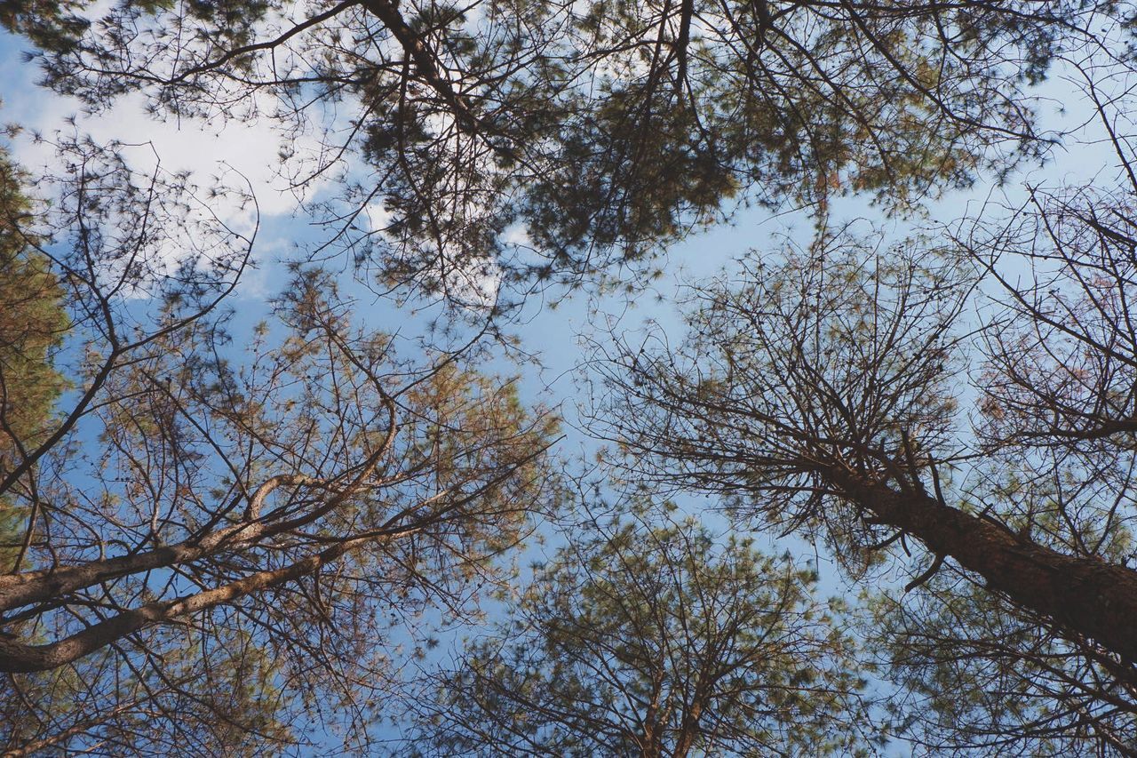 LOW ANGLE VIEW OF TREES AGAINST SKY IN FOREST