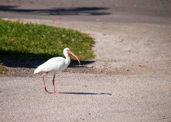 Side view of a bird walking on land