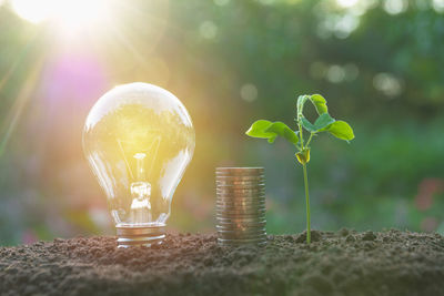 Close-up of illuminated light bulb by seedlings and coins in soil