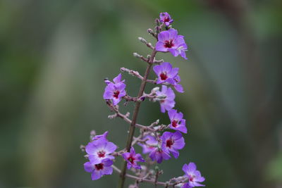 Close-up of purple flowers on tree