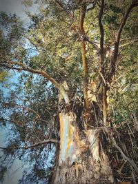 Low angle view of trees in forest