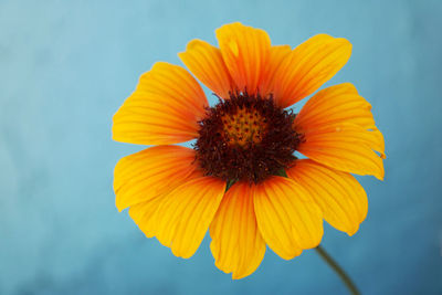 Close-up of yellow flower against orange sky