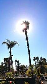 Low angle view of sun shining through trees