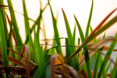 Close-up of crops growing on field
