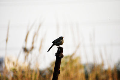 Bird perching on a plant