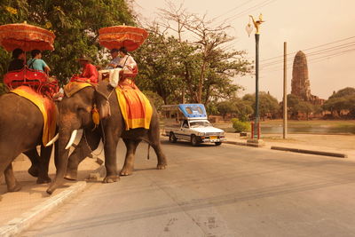 People riding elephants on road