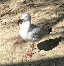 Close-up of seagull perching on floor